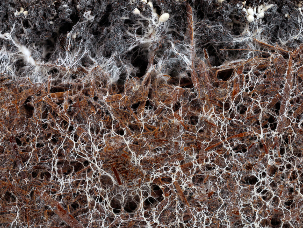 structure of the mushroom mycelium of a white champignon, agaricus bisporus, in soil