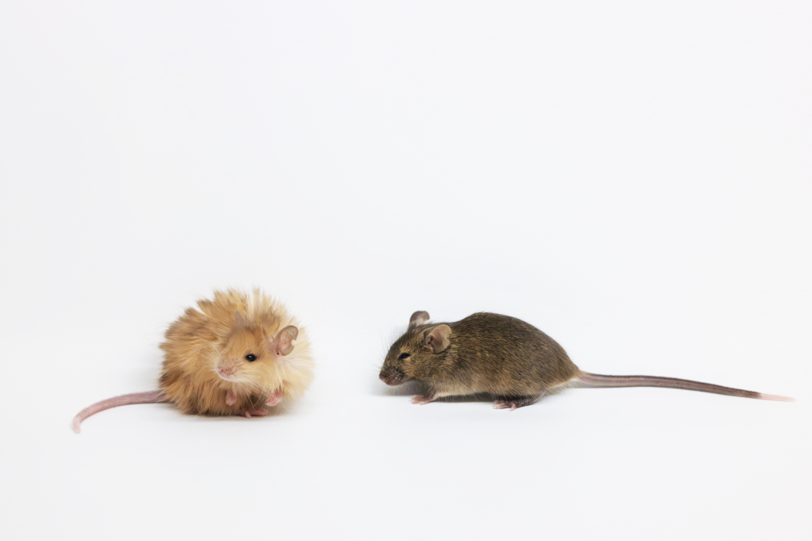 Colossal Biosciences Woolly Mouse and normal mouse