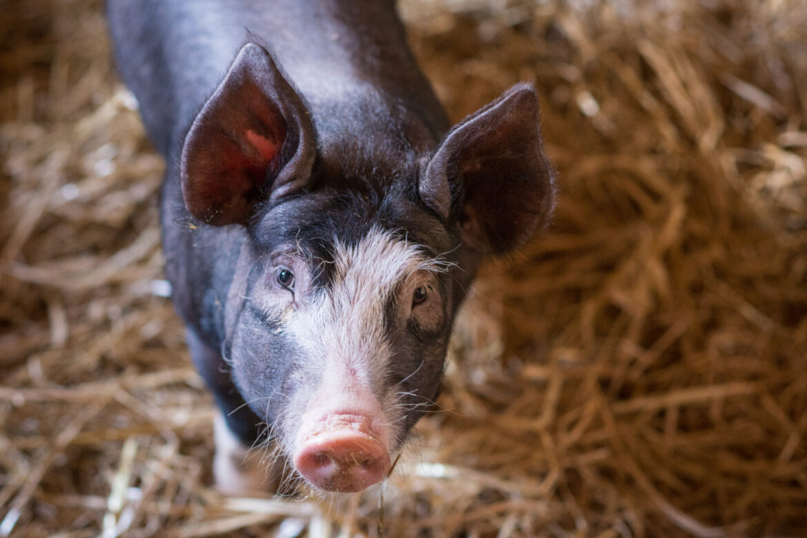 pig