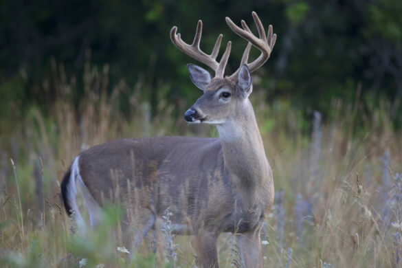 deer