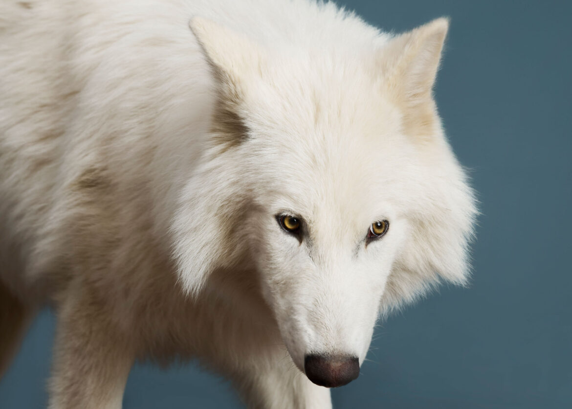 The Return of the Dire Wolf