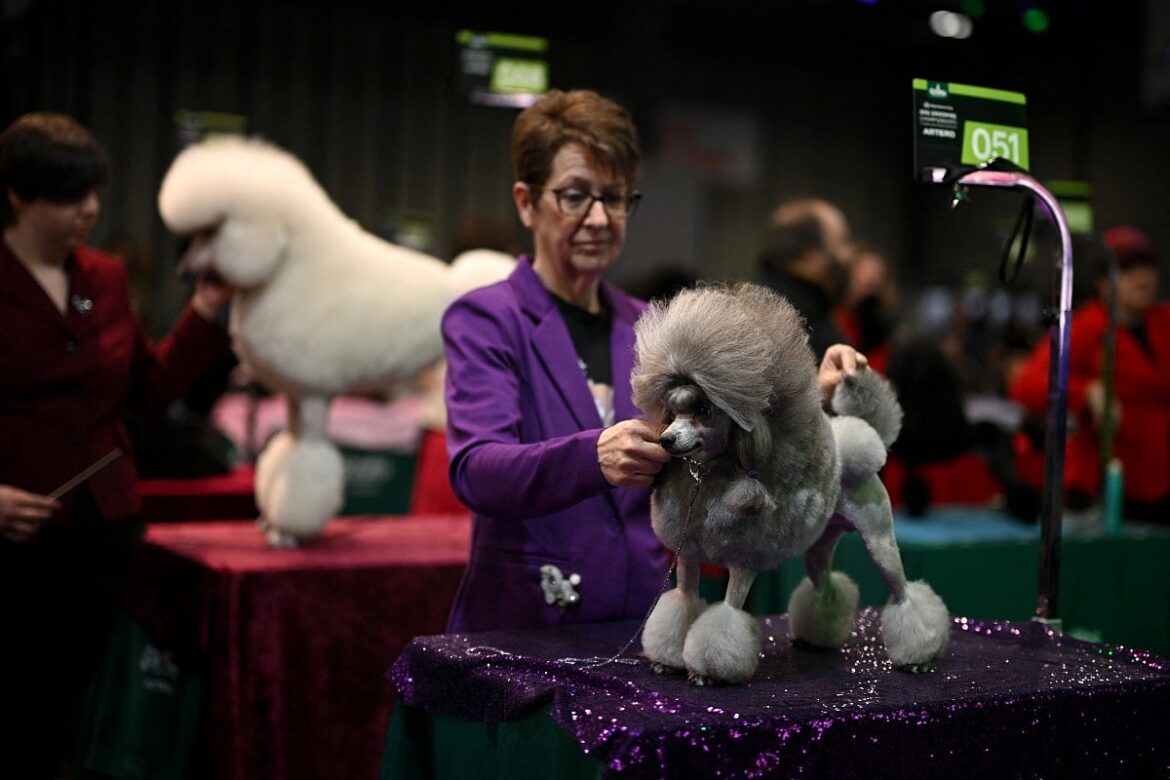 World’s biggest dog show Crufts opens in Britain