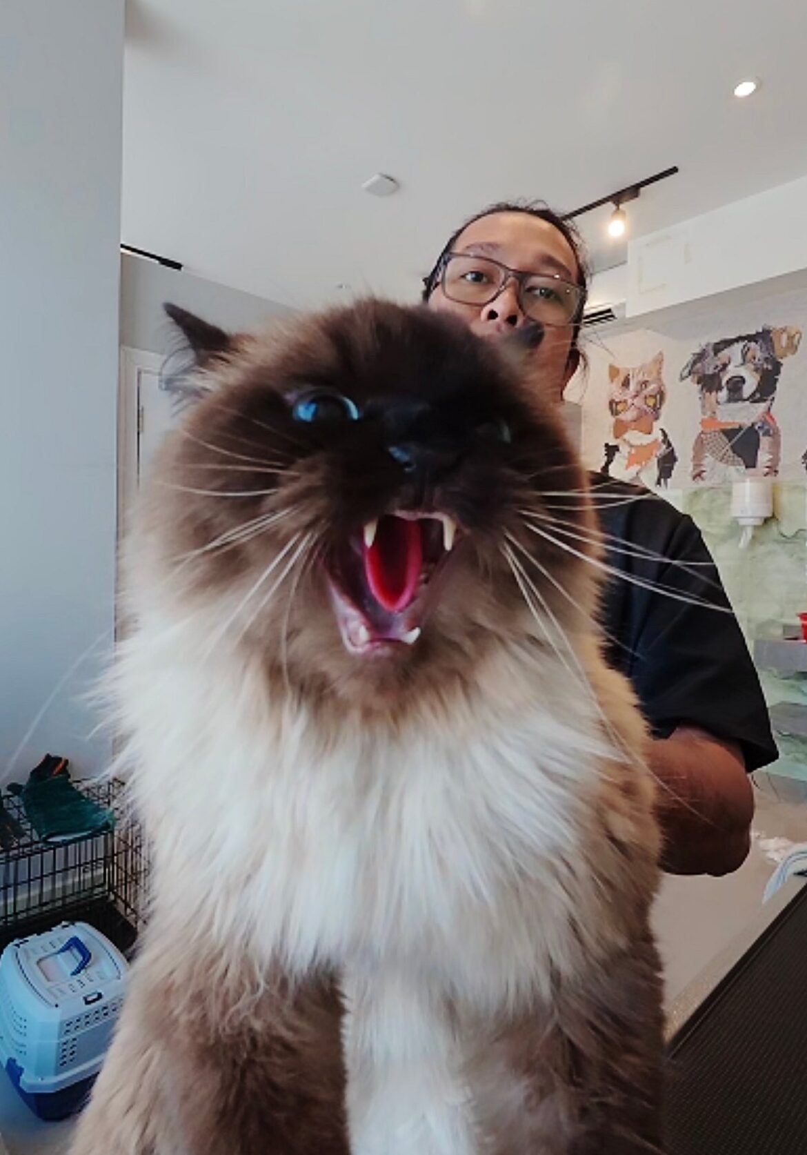 How a viral Dubai cat groomer became the internet’s ‘Calm Cat Whisperer’