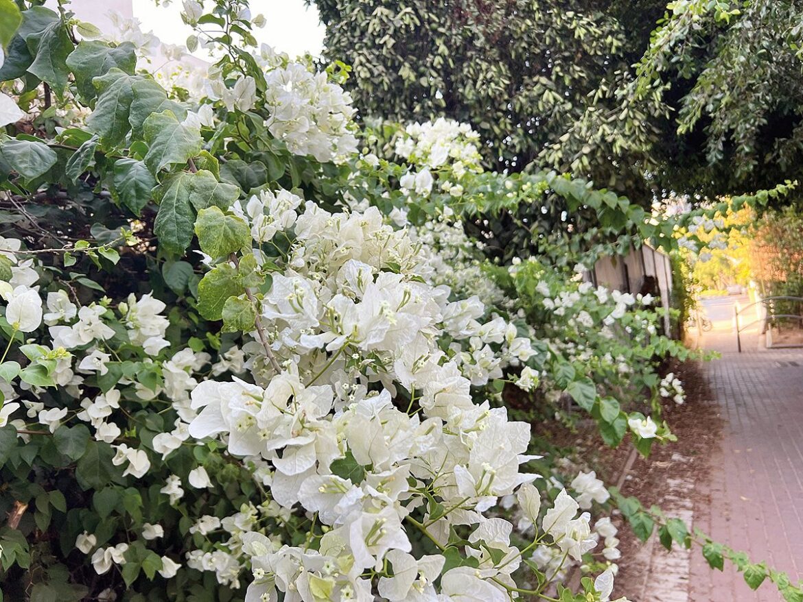 How to design night-fragrant, wildlife-friendly balconies and terraces
