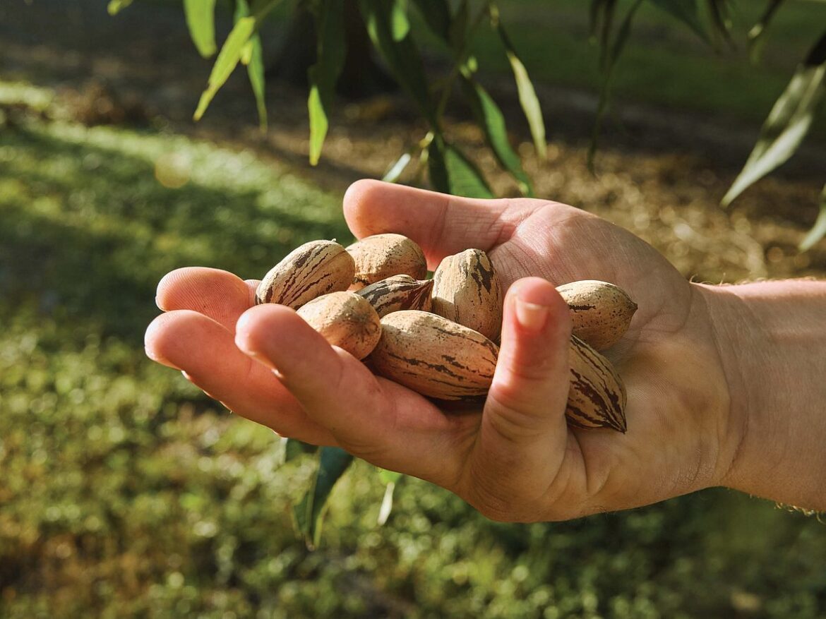 Meet the Original Supernut: Why American Pecans deserve a place beyond the baking cupboard