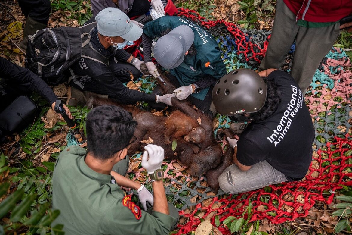 Orangutan mother and baby rescued from Indonesia wildfires