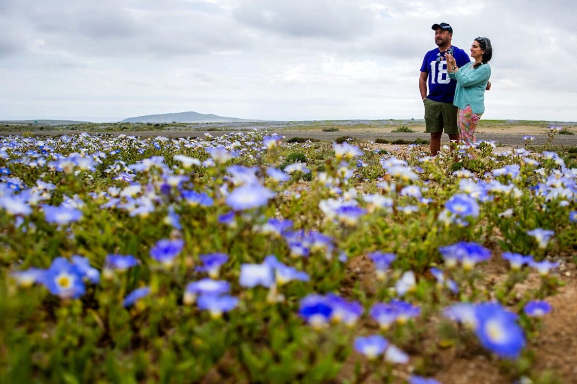 Rare desert bloom transforms Chile’s Atacama after heavy rains