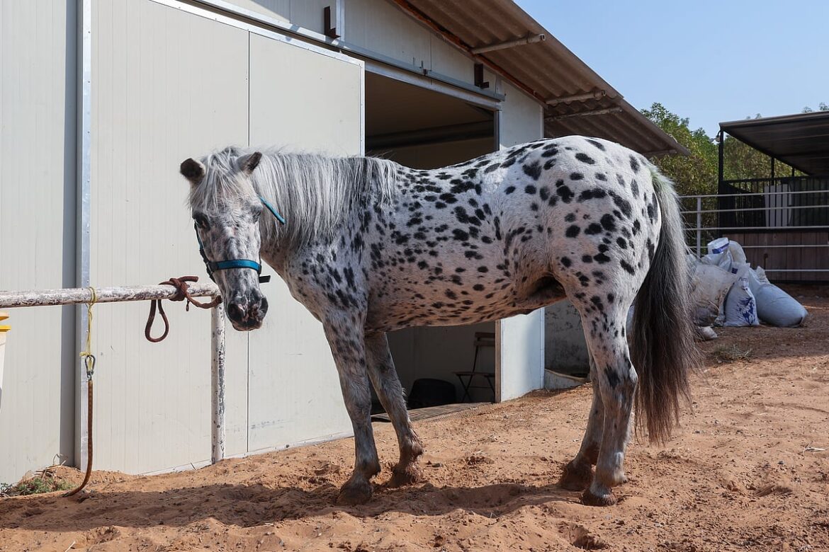 Ras Al-Khaimah's horse rescuer: How one woman saved over 50 ailing horses and gave them a safe haven