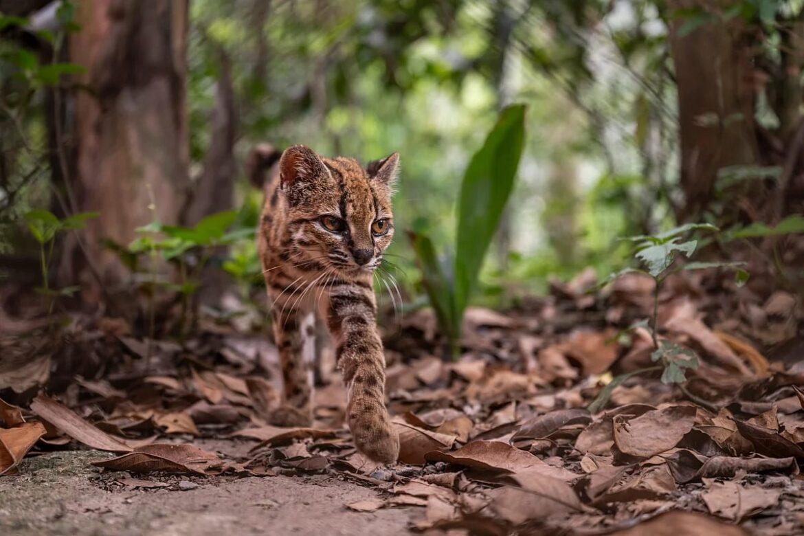 Scientists have discovered a brand new species of wild cat, and it's smaller than yours