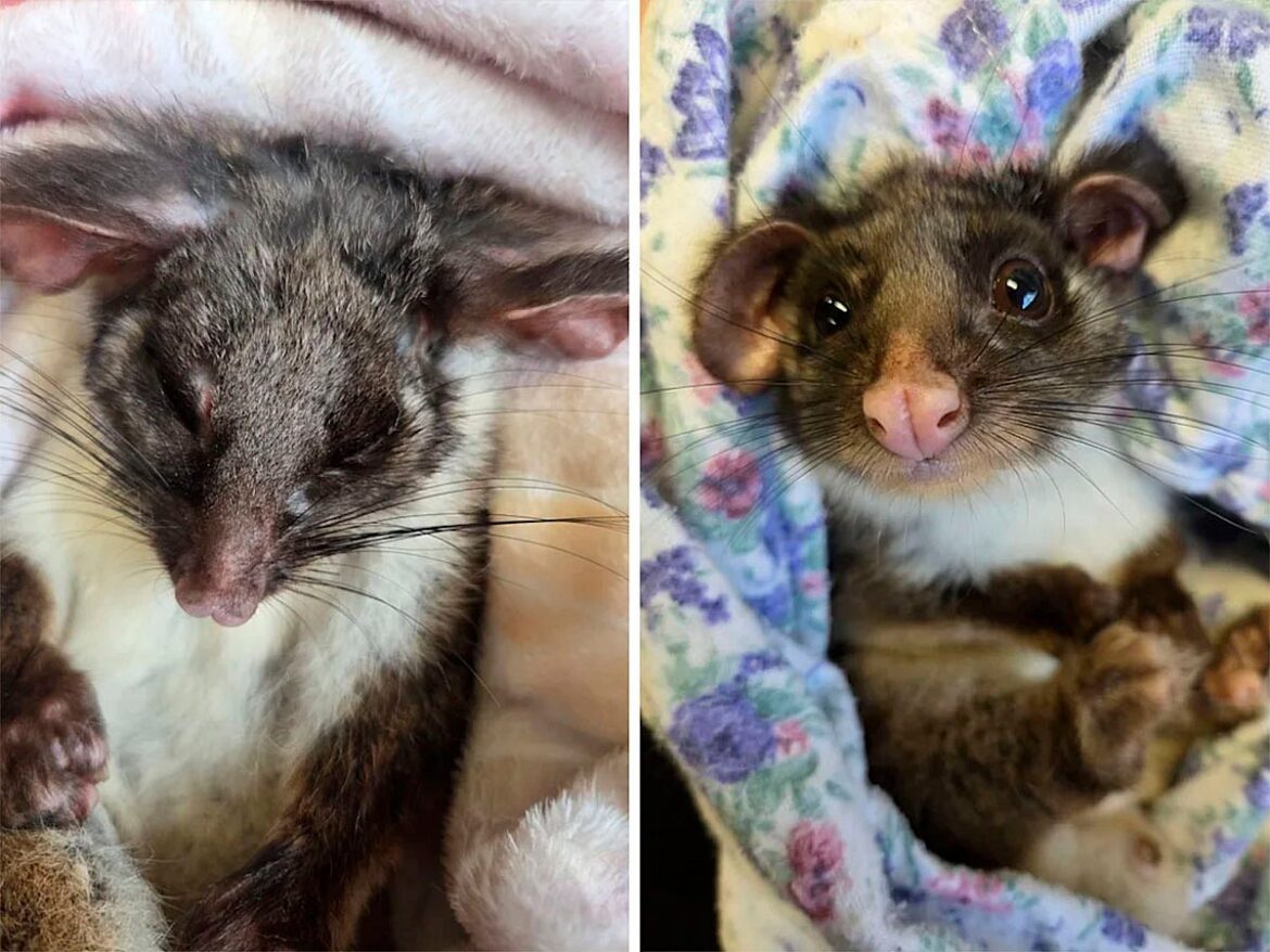 ‘Dead’ possum opens eyes after being found wedged between fence posts in Australia